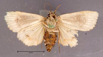 Media type: image;   Entomology 622344 Aspect: habitus ventral view
